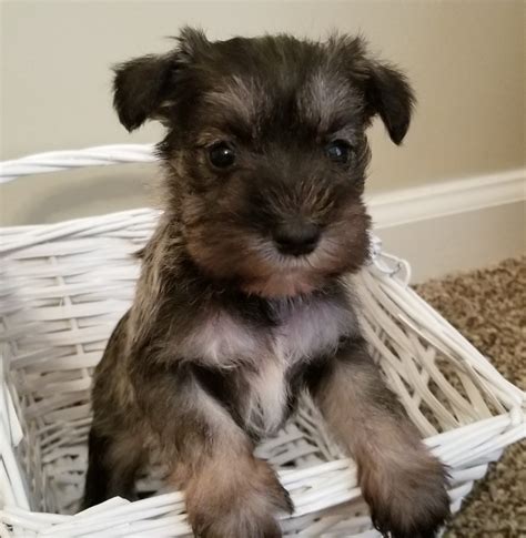 miniature schnauzer puppies $400|local miniature schnauzer for sale.